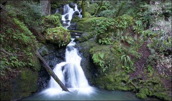 Marin Municipal Water District's Cataract Falls property, safe from glyphosate, thanks to the MMWD Board's use of the Precautionary Principle.