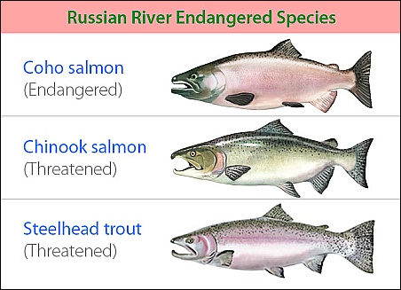 Russian River Endangered Species (SCWA)