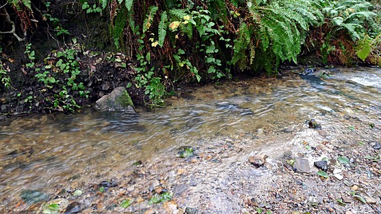 Marin County Stream