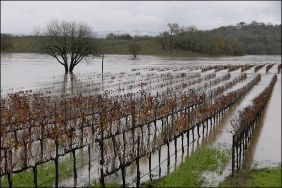 Flooded vineyard, River Road, Forestville