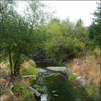 Slow moving Sonoma County stream. Photo: Caitlyn Kennedy, NOAA