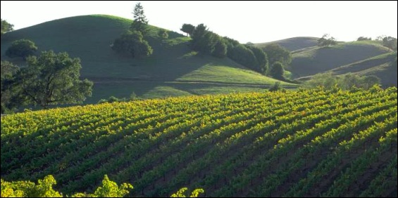 Sonoma County vineyard and hills