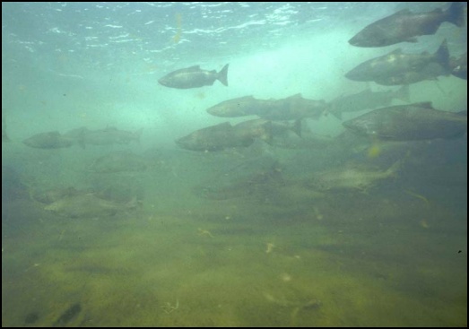 Chinook Salmon, Russian River