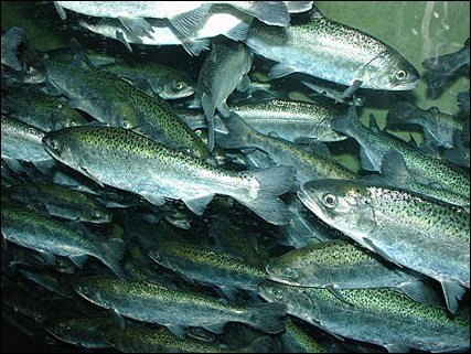 Chinook Salmon.