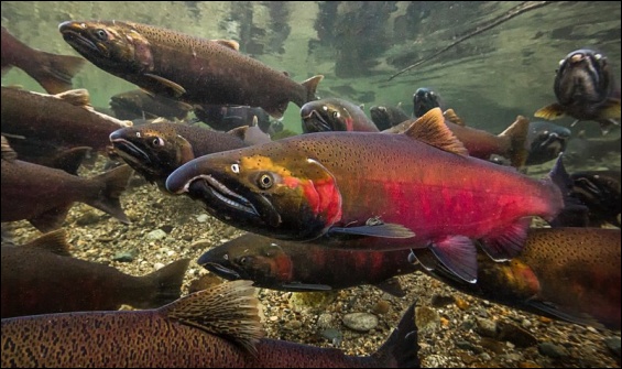 Coho salmon in spawning colors