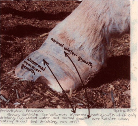 Baby Doe's hoof (spring 2004) showing abnormal growth from drinking fluoridated water transitioning to normal hoof growth after a winter eating snow and drinking unfluoridated snowmelt. During the winter of 2003, for the first time after decades of drought, there was snow on the ground all winter long. The Justis's horses refused their tanks of fluoridated water in favor of unfluoridated snow and snow melt.