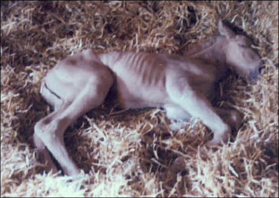 Win as a dysmature foal.